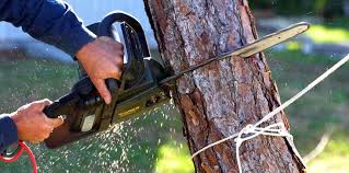 Best Tree Maintenance Programs  in Carroll, IA